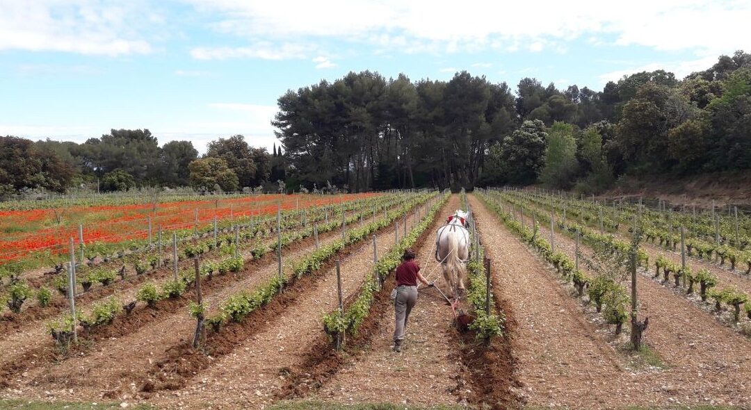 Vins bio et terroir des Alpilles : le portrait du mois