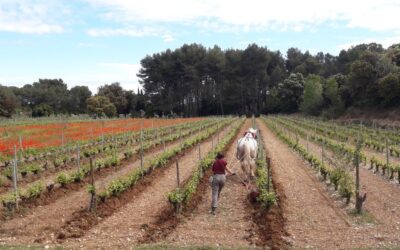 Vins bio et terroir des Alpilles : le portrait du mois