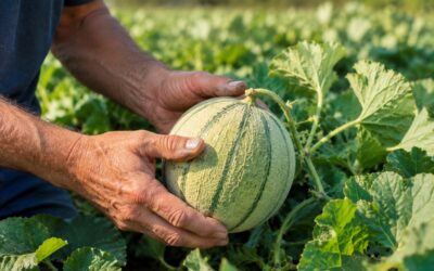 Éric Arnaud : à Fourques, le melon est une passion cultivée depuis plus de 30 ans