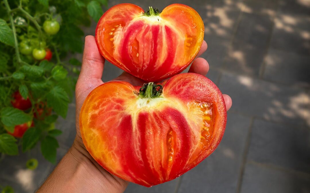 Bernard Combe, la passion des tomates anciennes à Orgon