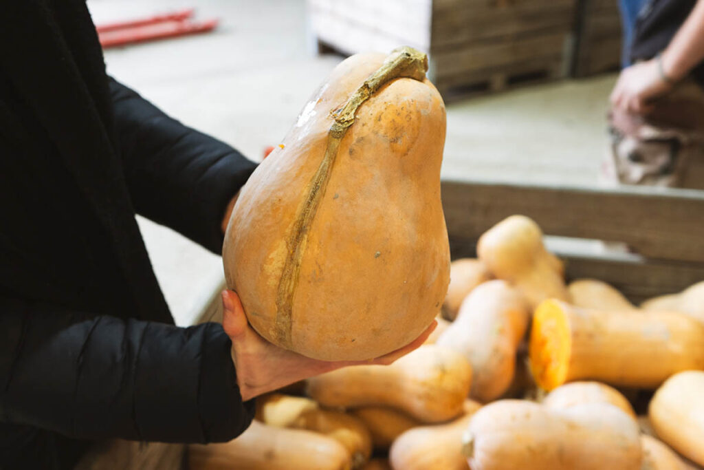 Une personne tient une courge butternut irrégulière destinée à être cuisinée
