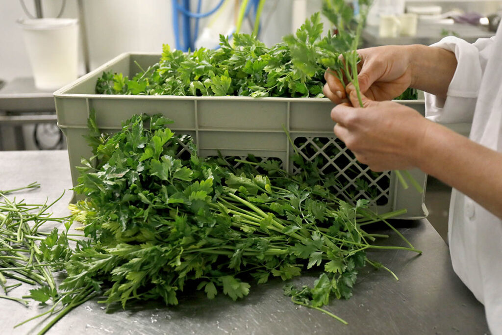 Tri manuel de bouquets de persil frais dans l’atelier de Local en Bocal