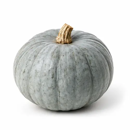 Courge bleu de Hongrie ronde, à la peau bleu-gris
