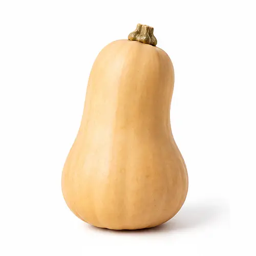 Courge butternut à la peau beige, en forme de poire